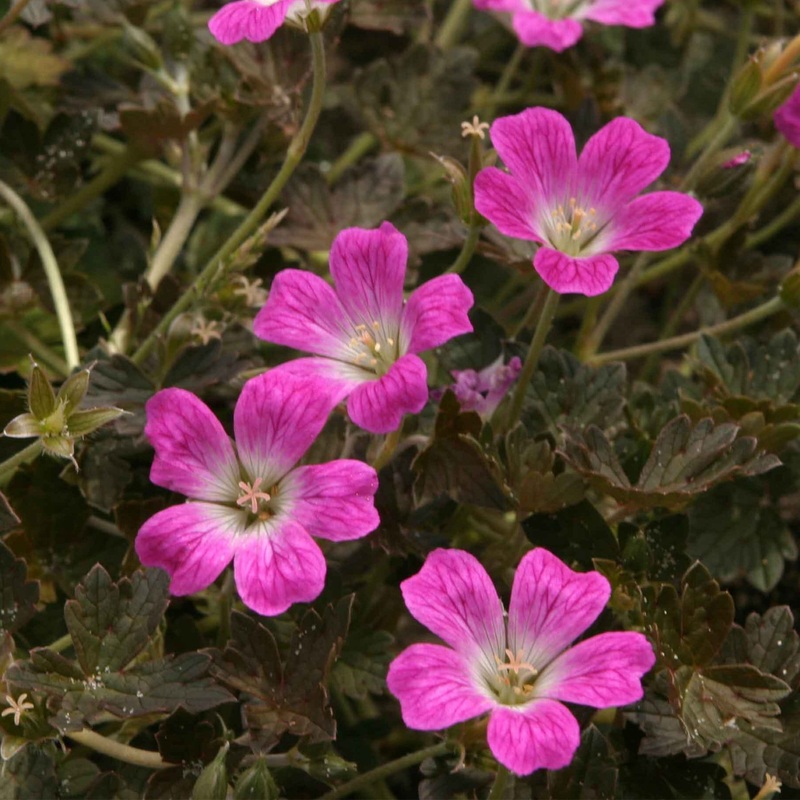 Geranium ‘Orkney Cherry’ Garden Ready Plant in a 1L Pot
