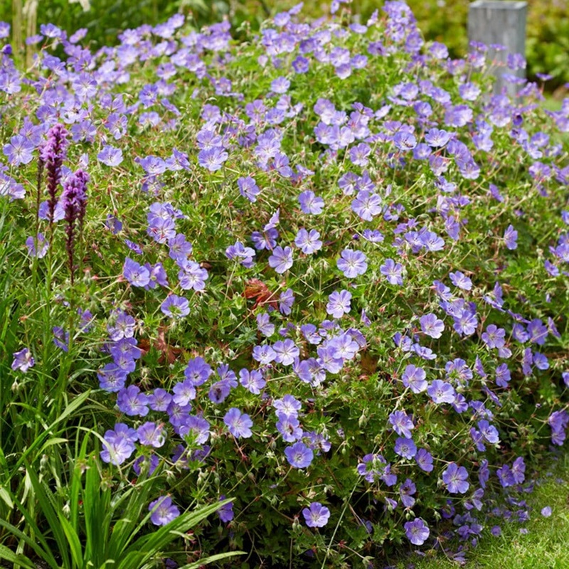 Geranium ‘Rozanne’ Premium Plant in a 3L Pot