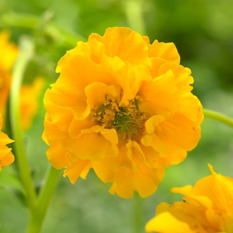 Geum ‘Lady Stratheden’ Garden Ready Plant in a 1L Pot