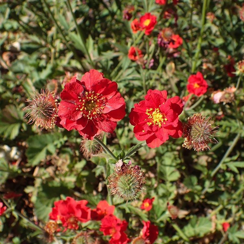 Geum ‘Mrs Bradshaw’ Garden Ready Plant in a 1L Pot