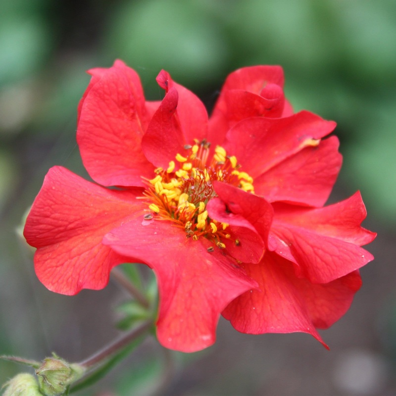 Geum ‘Pink Petticoats’ Premium Plant in a 2L Pot