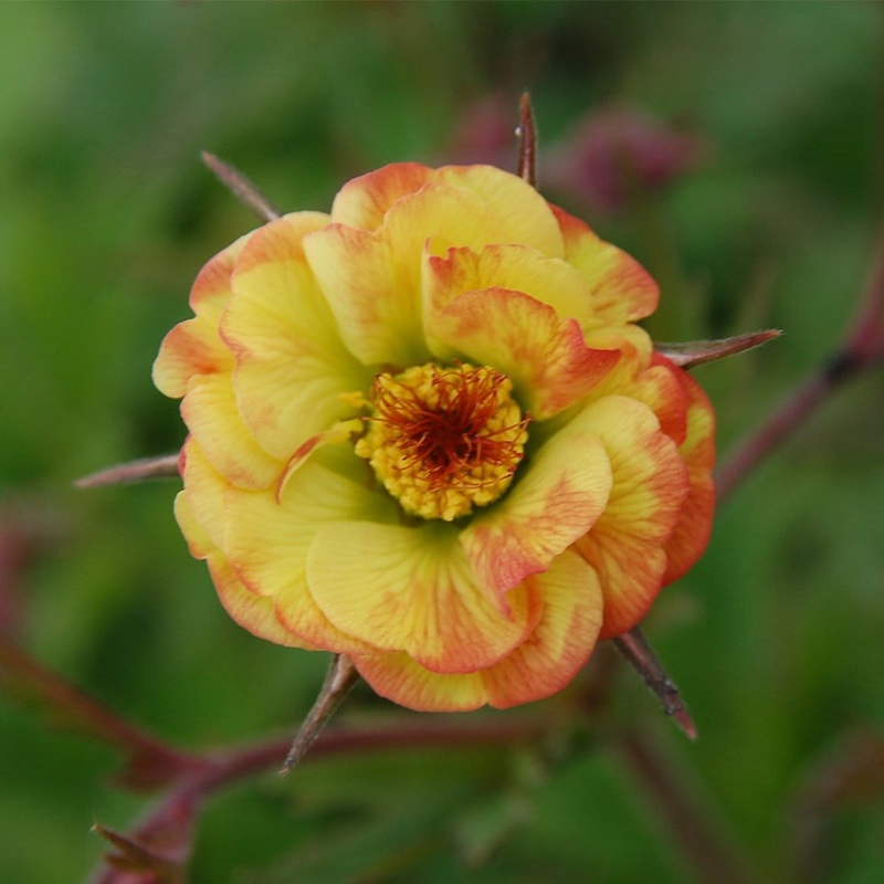Geum ‘Tequila Sunrise’ Garden Ready Plant in a 1L Pot