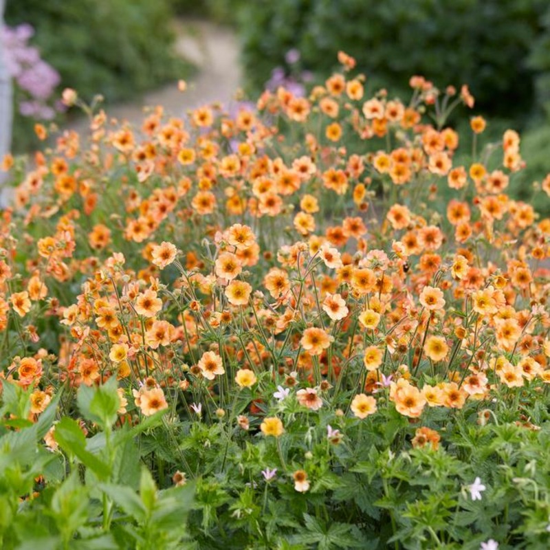 Geum ‘Totally Tangerine’ Garden Ready Plant in a 1L Pot