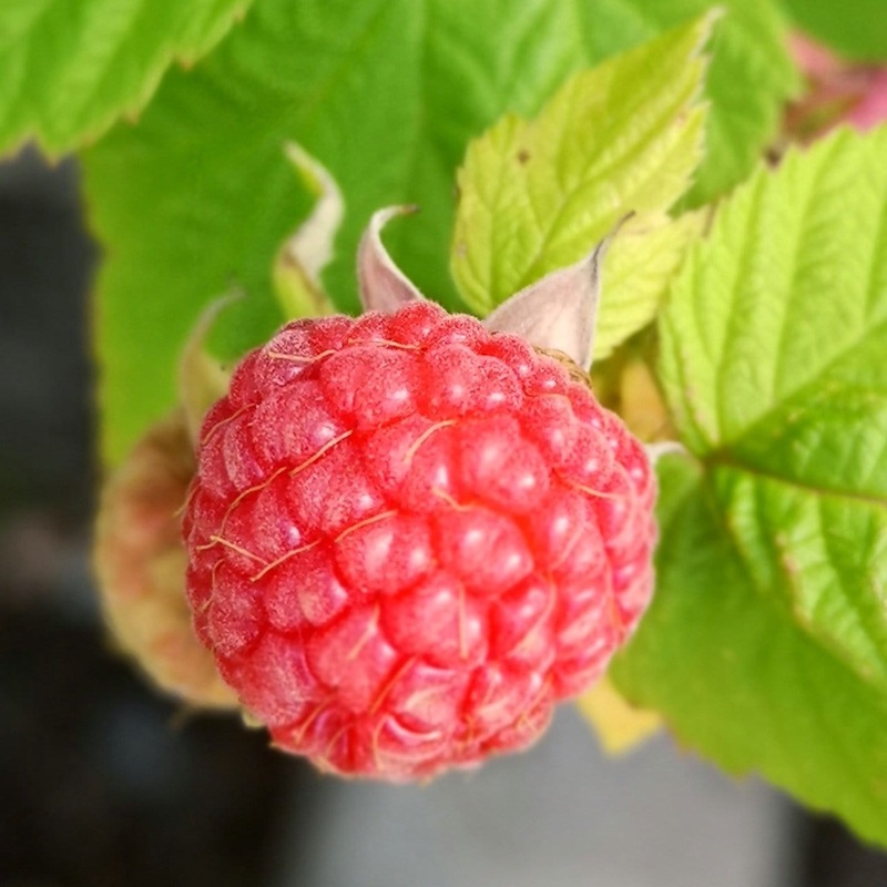 ‘Glen Ample’ Raspberry Plants Plant in a 3L Pot