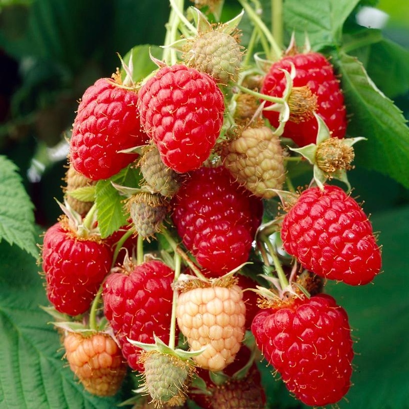 ‘Glen Prosen’ Raspberry Plants Plant in a 3L Pot