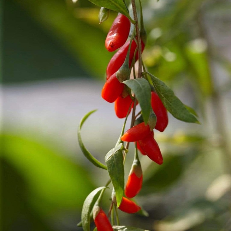 Goji Berry Plant Plant in a 3L Pot