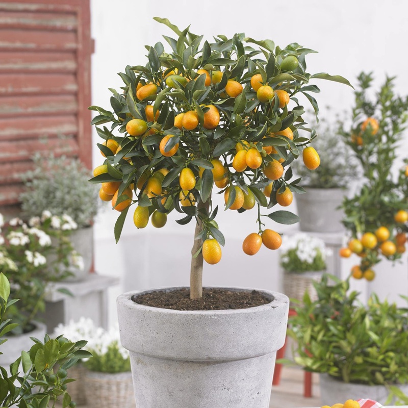 Grafted Patio Kumquat Tree Tree in a 1.5L Pot