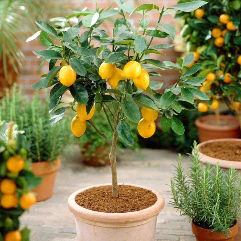 Grafted Patio Lemon Tree | 4 Seasons Lemon Patio Tree in a 2L Pot