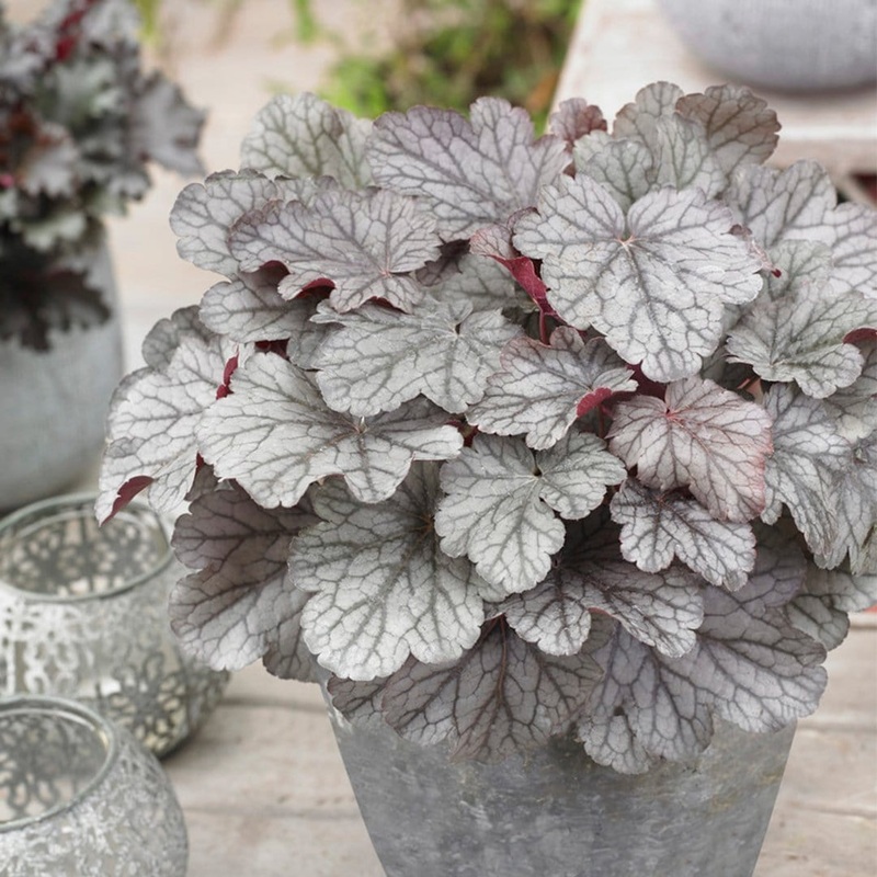 Heuchera ‘Huckleberry’ Garden Ready Plant in a 1L Pot