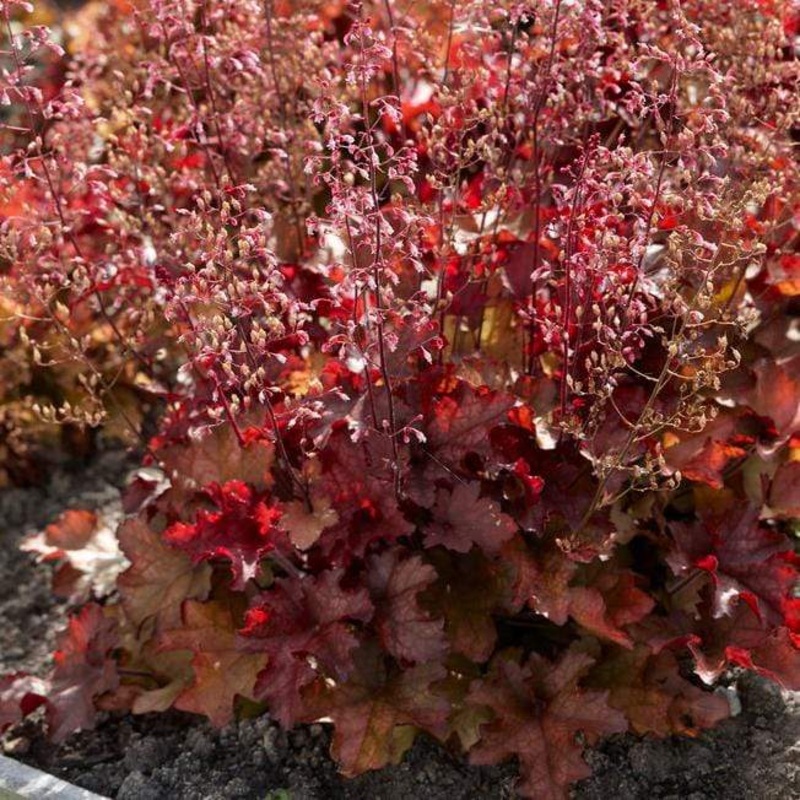 Heuchera ‘Indian Summer Cranberry’ Premium Plant in a 3L Pot
