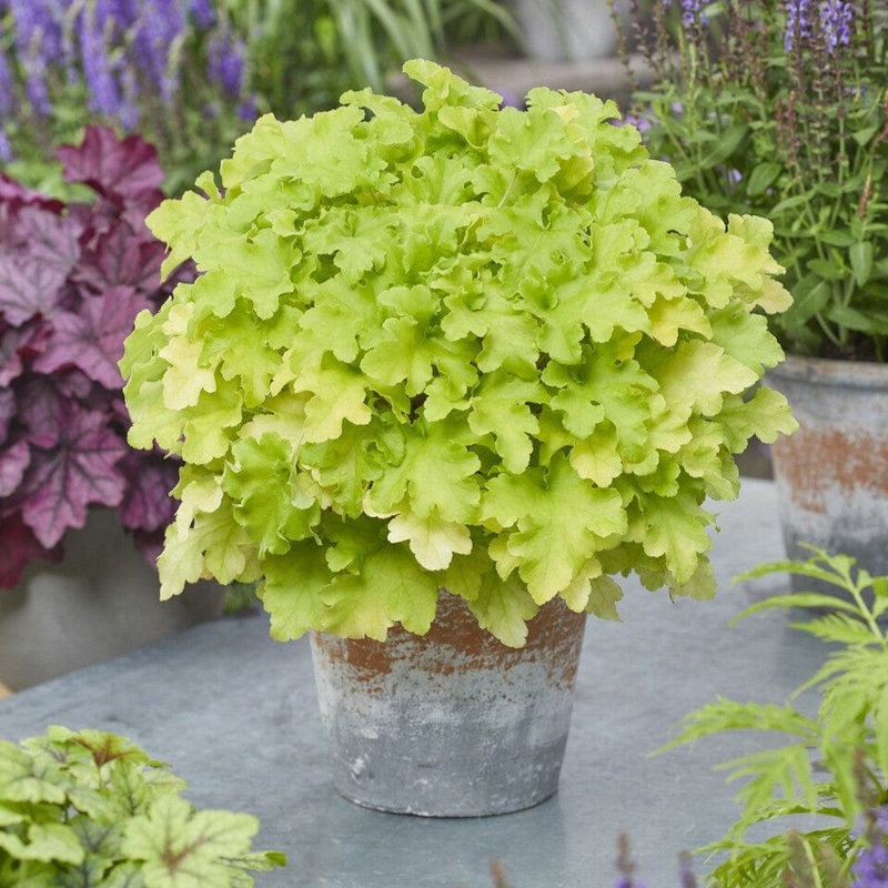 Heuchera ‘Lime Marmalade’ Premium Plant in a 3L Pot
