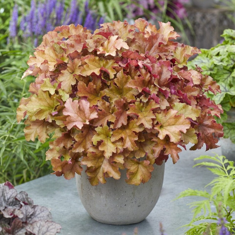 Heuchera ‘Marmalade’ Premium Plant in a 3L Pot