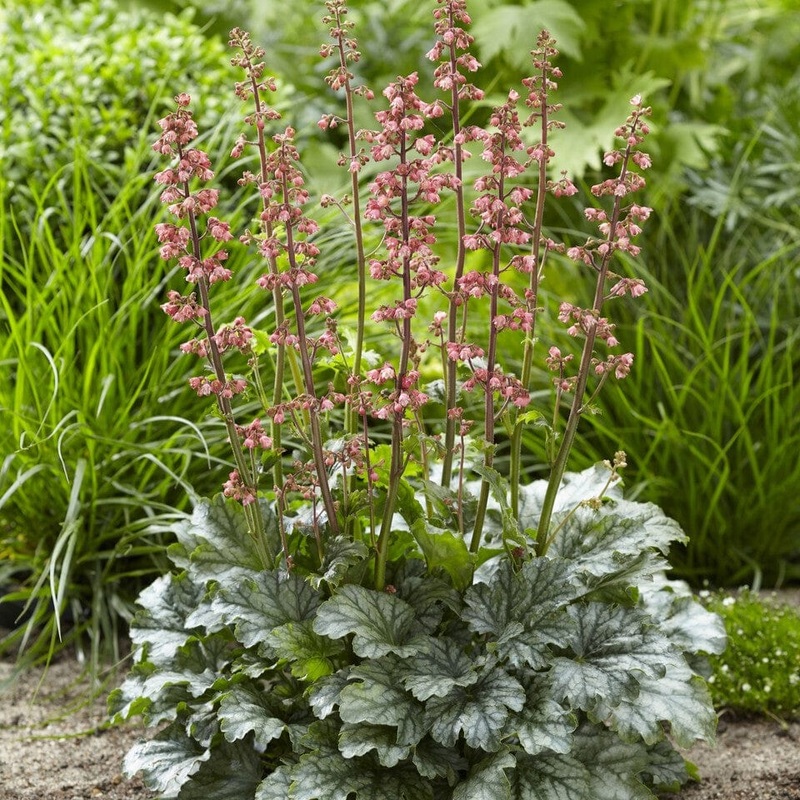 Heuchera ‘Paris’ Premium Plant in a 3L Pot