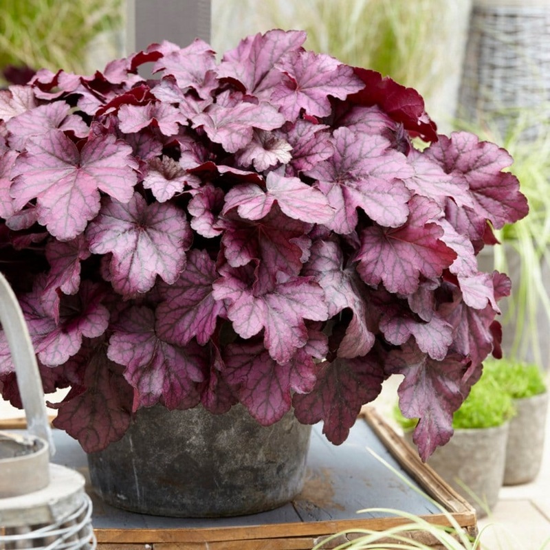 Heuchera ‘Wild Rose’ Premium Plant in a 3L Pot