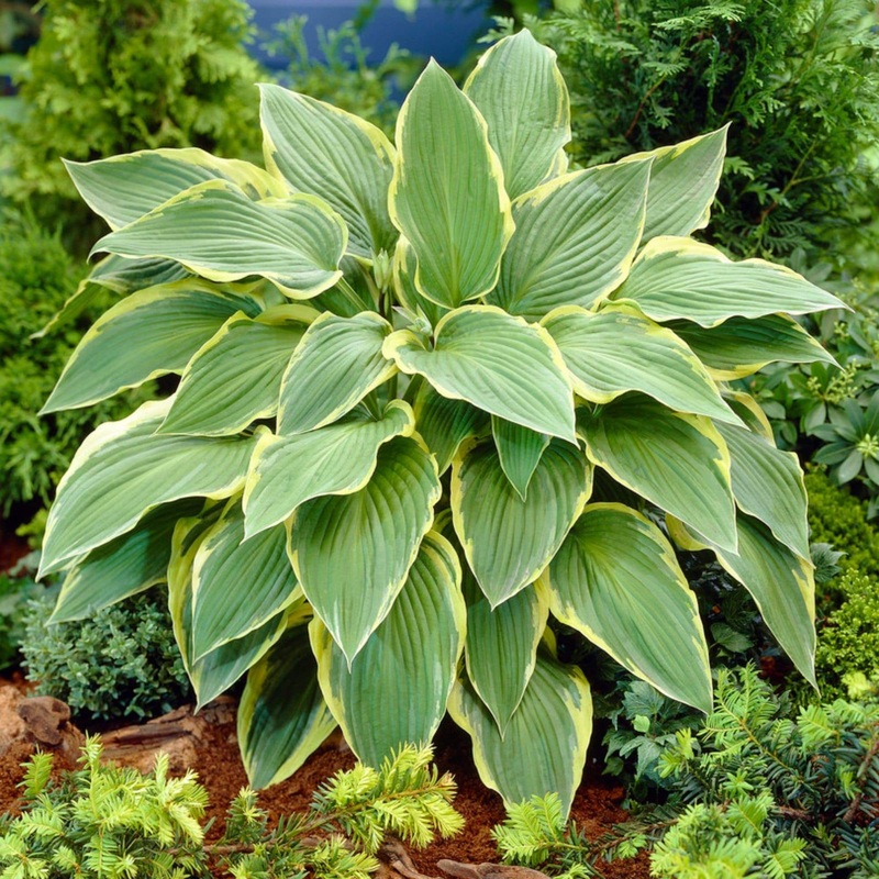Hosta ‘Yellow River’ Premium Plant in a 3L Pot