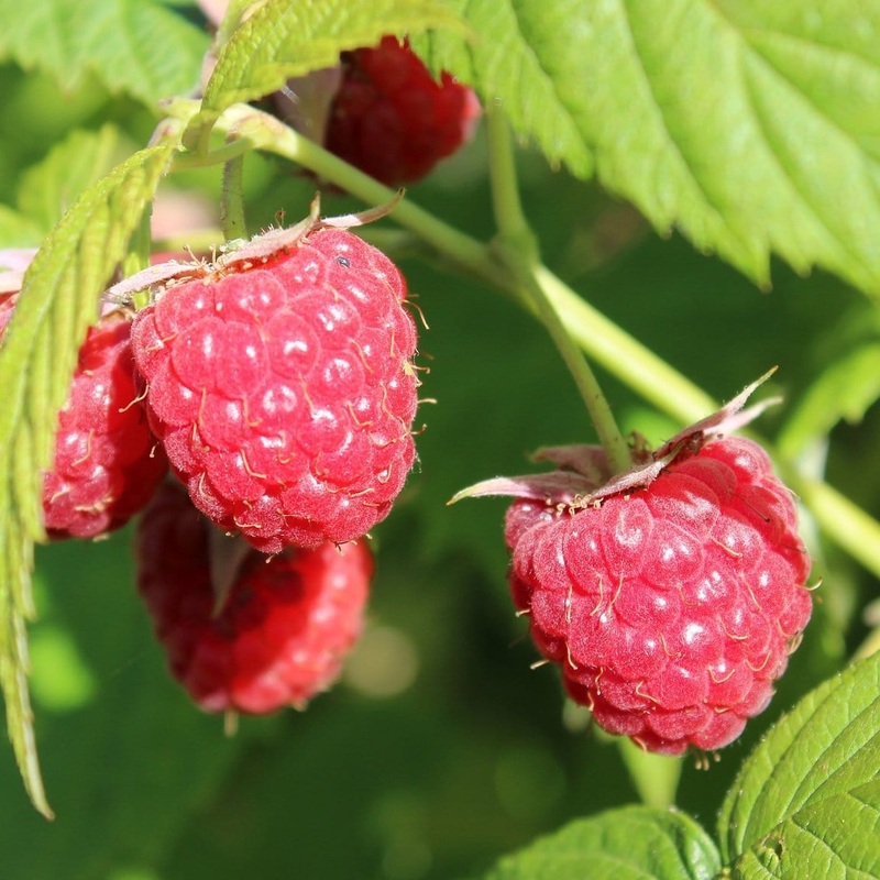 ‘Joan J’ Raspberry Plants Plant in a 3L Pot