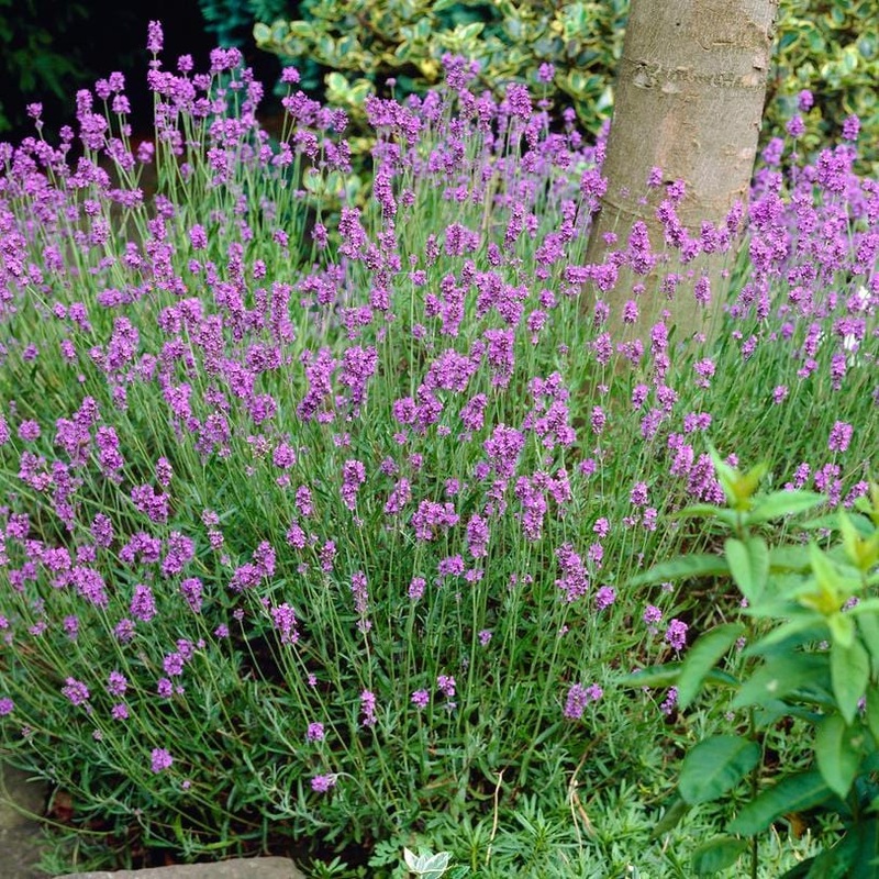 Lavender ‘Hidcote Improved’ 6 Garden Ready Plants in 10.5cm Pots
