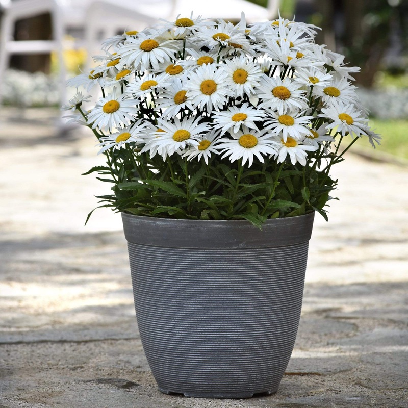 Leucanthemum ‘Madonna’ | Shasta Daisy Premium Plant in a 3L Pot