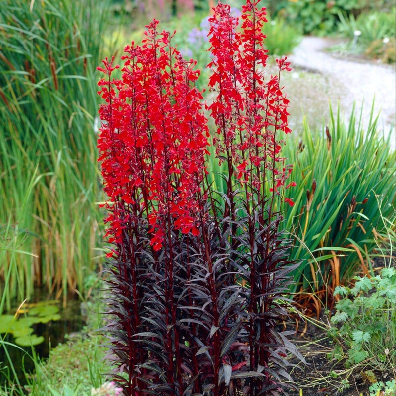 Lobelia ‘Queen Victoria’ Garden Ready Plant in a 1L Pot