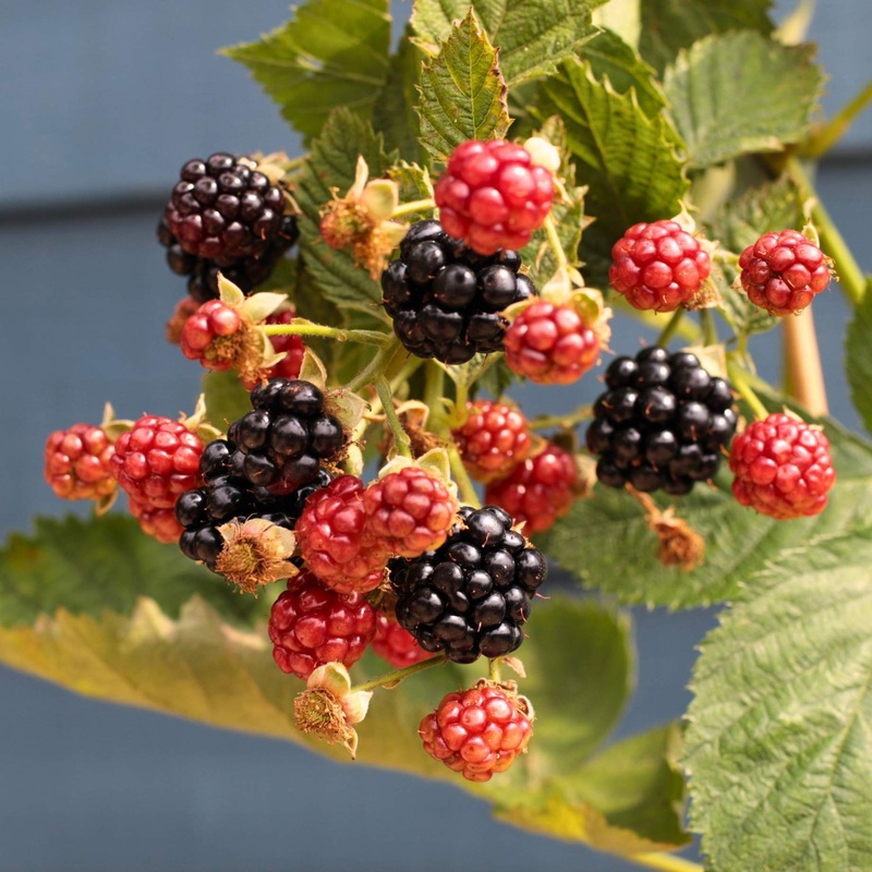 ‘Loch Ness’ Blackberry Plant Plant in a 3L Pot