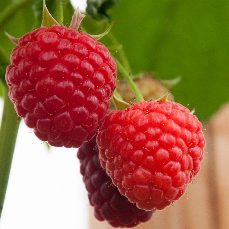 ‘Malling Admiral’ Raspberry Plants Plant in a 3L Pot