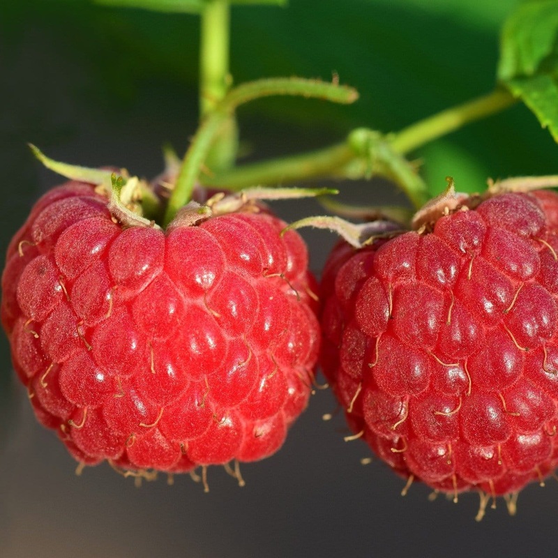 ‘Malling Leo’ Raspberry Plants Plant in a 3L Pot