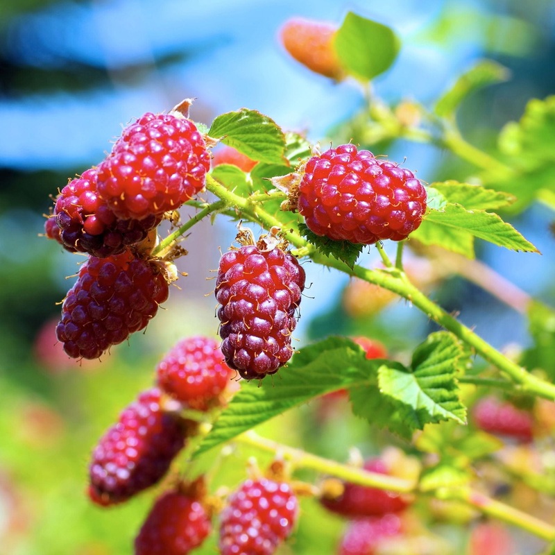 ‘Medana’ Tayberry Plant Plant in a 3L Pot
