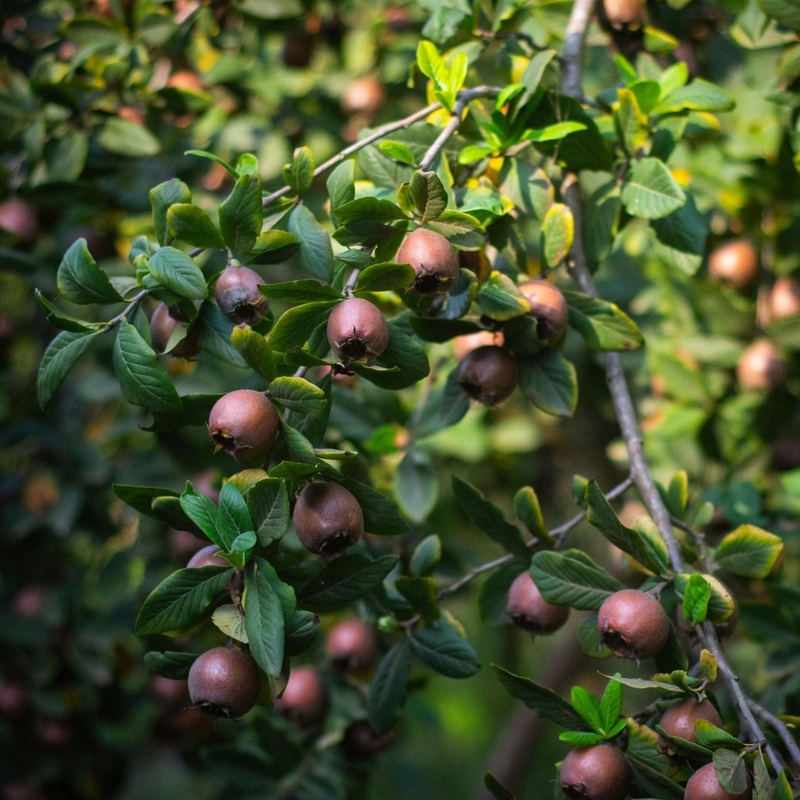 ‘Nottingham’ Medlar Tree 2 Year Old Tree in a 9L Pot