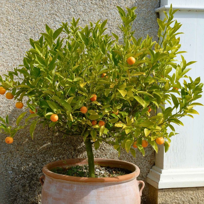Patio Orange Tree | Sweet Orange Patio Tree in a 3L Pot