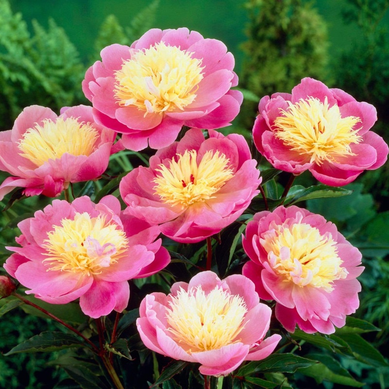 Peony ‘Bowl of Beauty’ Premium Plant in a 3.5L Pot