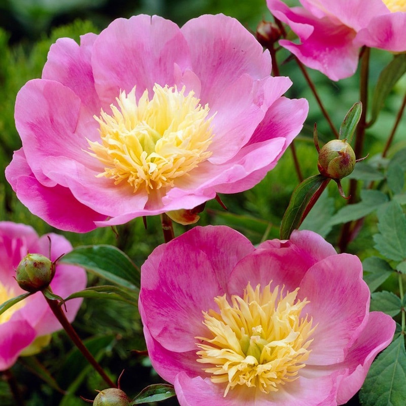 Peony ‘Bowl of Love’ Premium Plant in a 3.5L Pot