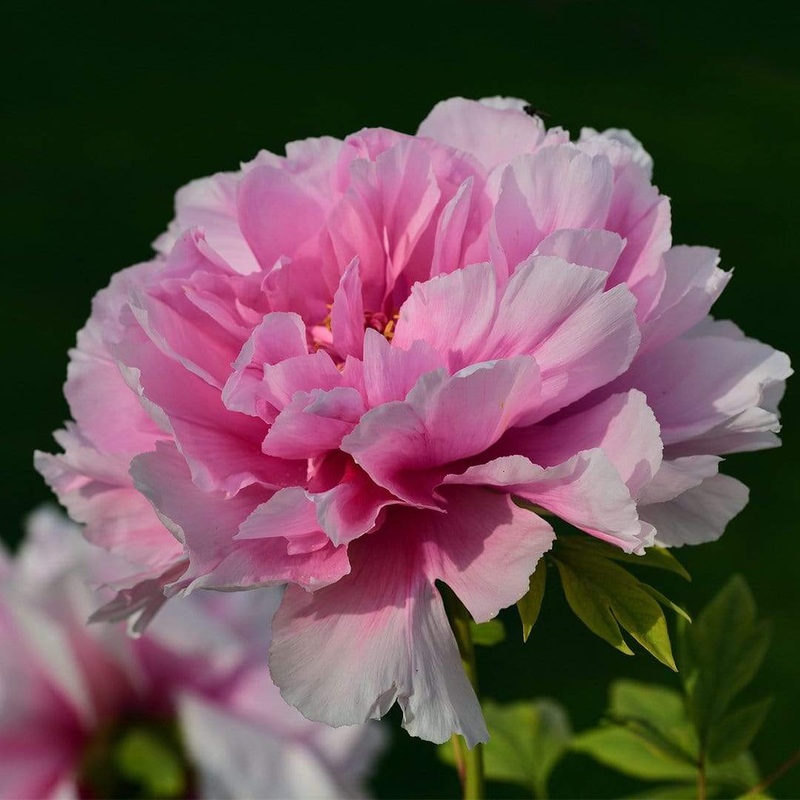 Peony ‘Dr Alexander Fleming’ Premium Plant in a 3.5L Pot