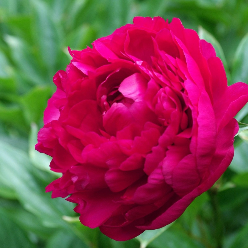 Peony ‘Felix Crousse’ Premium Plant in a 3.5L Pot