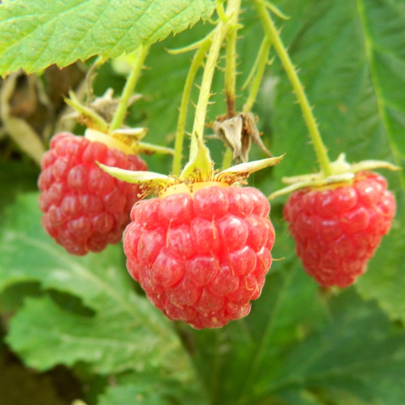 ‘Polka’ Raspberry Plants Plant in a 3L Pot
