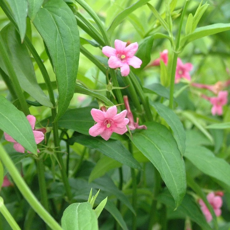 Red Jasmine | Jasminum beesianum Plant on a 90cm Cane in a 3L Pot
