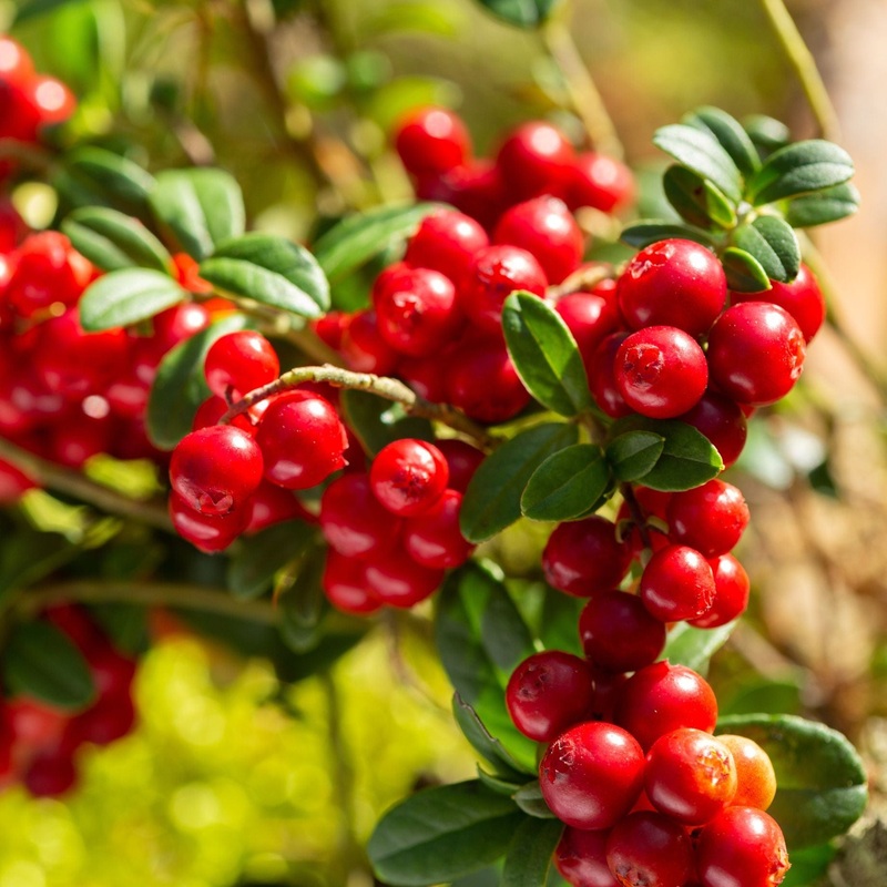 ‘Red Pearl’ Lingonberry Plants Plant in a 9cm Pot