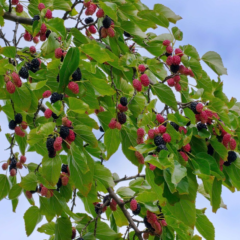 ‘Repsime’ Mulberry Tree 2 Year Old Tree in a 9L Pot