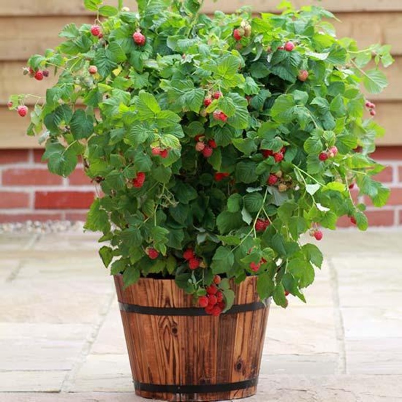 ‘Ruby Beauty’ Raspberry Plant Plant in a 3L Pot