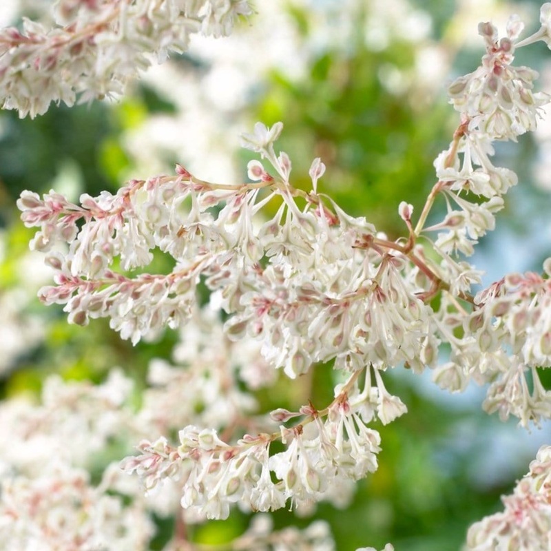 Russian Vine | Fallopia baldschuanicum Plant on a 90cm Cane in a 3L Pot