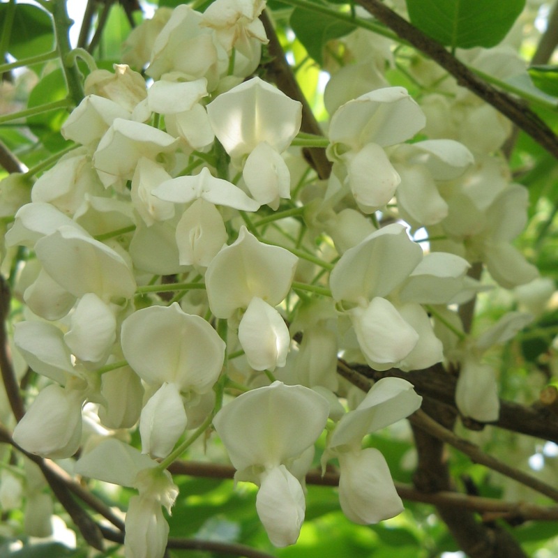 Silky Wisteria | Wisteria brachybotrys ‘Shiro Kapitan Fuji’ Grafted Plant on a 90cm Cane in a 3L Pot