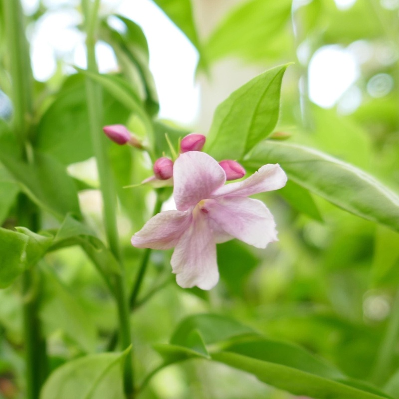 Stephan Jasmine | Jasminum x stephanense Plant on a 90cm Cane in a 3L Pot