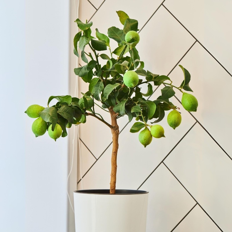 Tahiti Patio Lime Tree Patio Tree in a 5L Pot