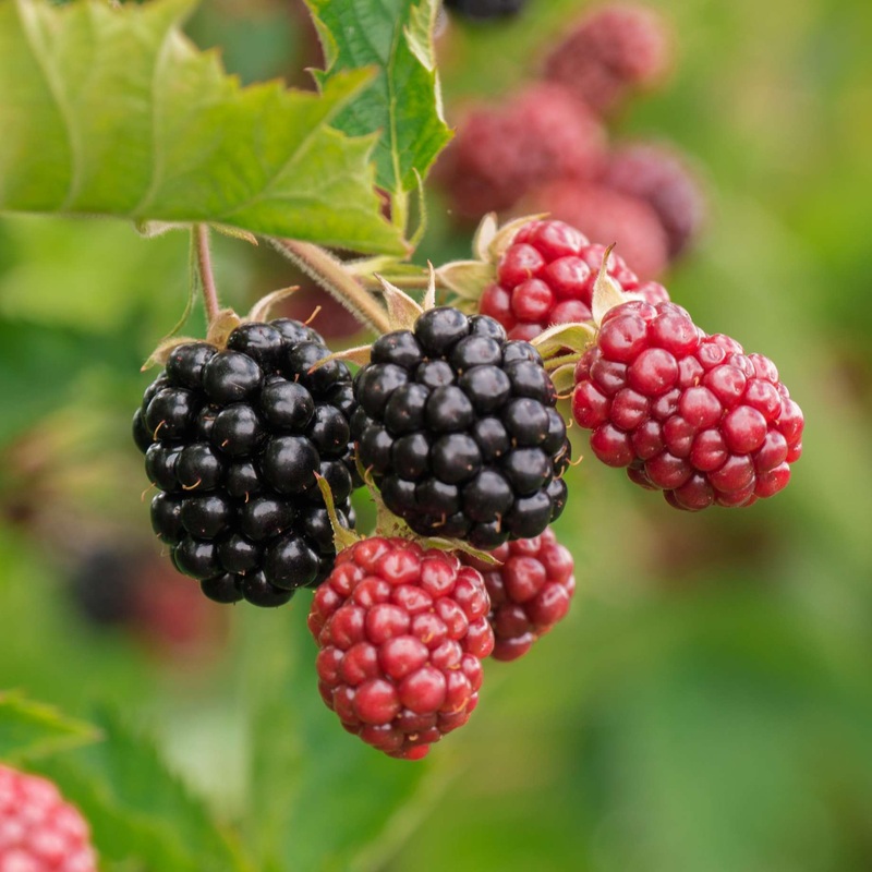 Thornless Blackberry Plant | Rubus fruticosus ‘Waldo’ Plant in a 3L Pot