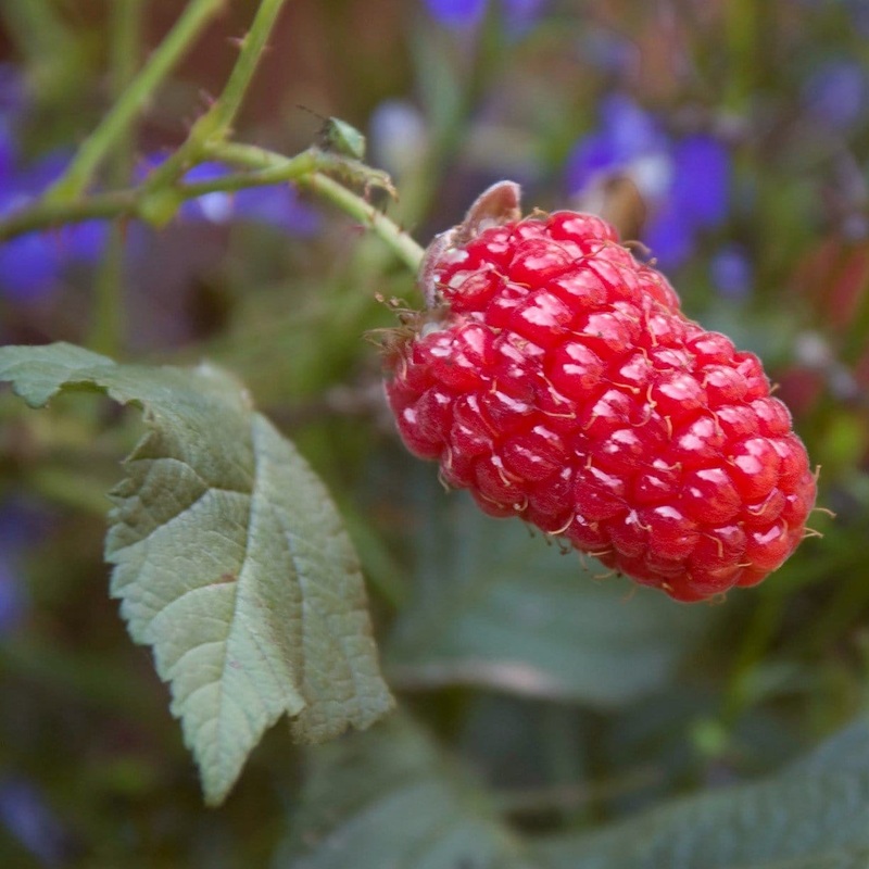 Thornless Loganberry Plant Plant in a 3L Pot