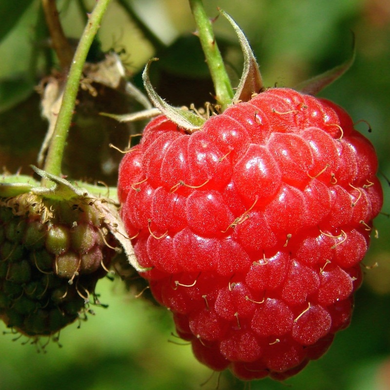 ‘Tulameen’ Raspberry Plants Plant in a 3L Pot