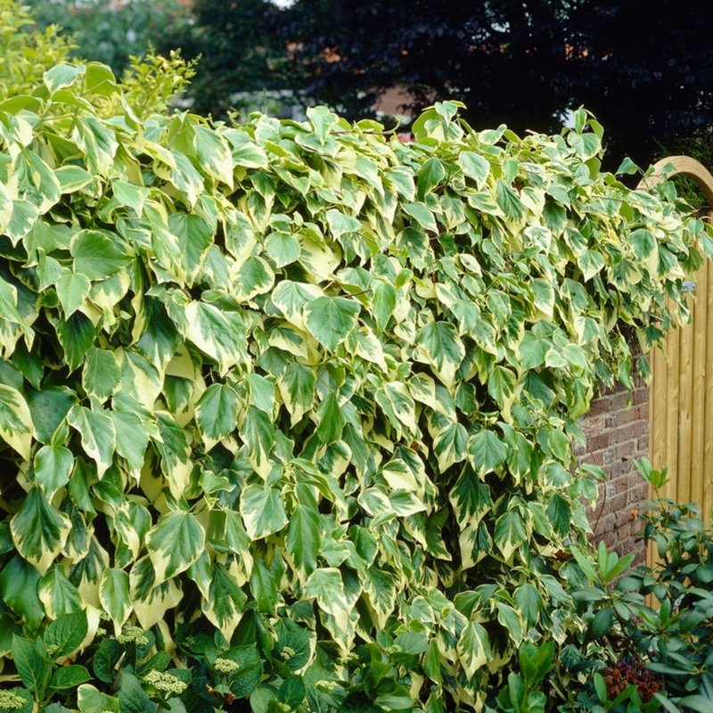 Variegated Ivy | Hedera colchica ‘Dentata Variegata’ Plant on a 90cm Cane in a 3L Pot