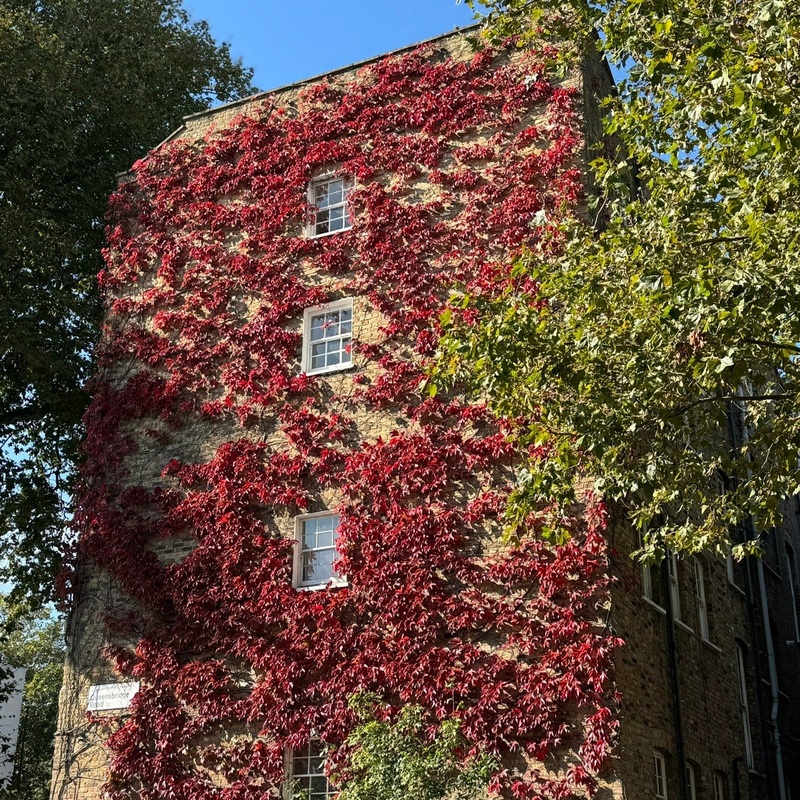 Virginia Creeper | Parthenocissus quinquefolia Plant on a 90cm Cane in a 3L Pot