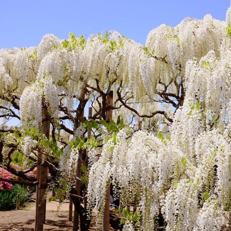 White Chinese Wisteria | Wisteria sinensis ‘Alba’ Grafted Plant on a 90cm Cane in a 3L Pot
