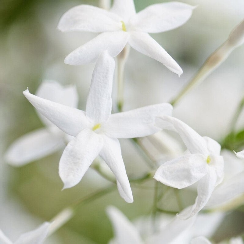 White Jasmine | Jasmine polyanthum Plant on a 90cm Cane in a 3L Pot