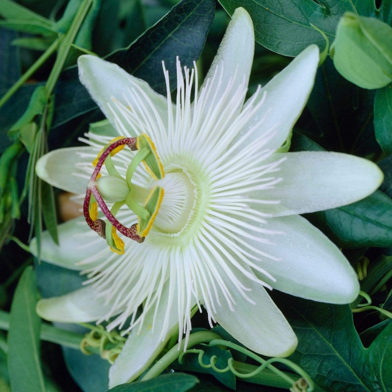 White Passion Flower | Passiflora ‘Constance Elliott’ Plant on a 90cm Cane in a 3L Pot